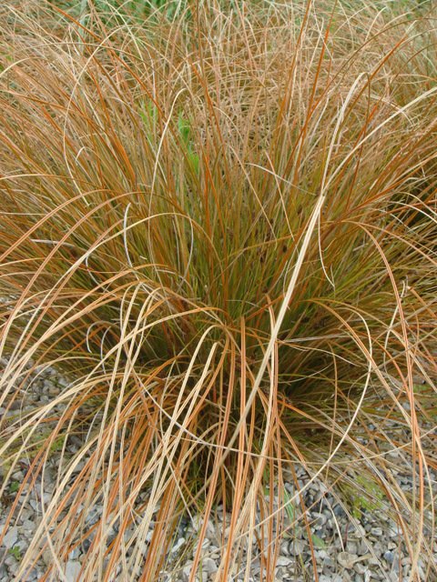 Carex testacea
